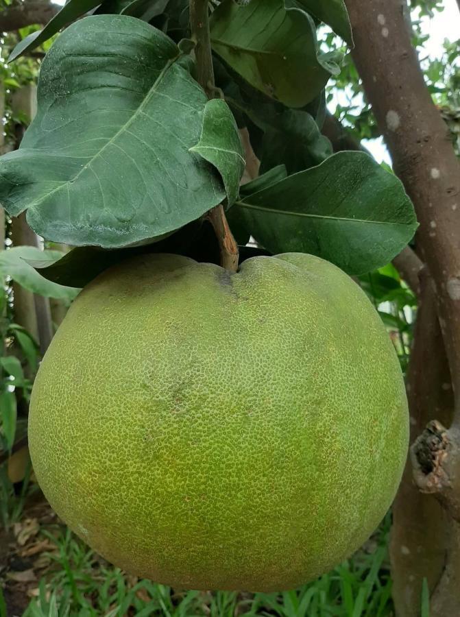 Green Grapefruit Villa Hoi An Exteriör bild